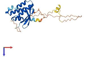AlphaFold protein structure predicition of Human Recombinant PXDC1 Protein, UniprotID Q5TGL8
