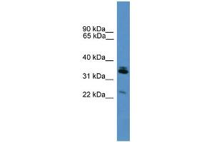 WB Suggested Anti-Synpr Antibody Titration: 0. (Synaptoporin 抗体  (Middle Region))