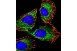 Immunofluorescent analysis of 4% paraformaldehyde-fixed, 0. (HINT1 抗体)