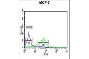 CENPN Antibody (C-term) (ABIN651105 and ABIN2840073) flow cytometric analysis of MCF-7 cells (right histogram) compared to a negative control cell (left histogram). (CENPN 抗体  (C-Term))