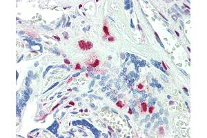 Anti-KLF16 antibody IHC staining of human placenta. (KLF16 抗体  (AA 239-252))