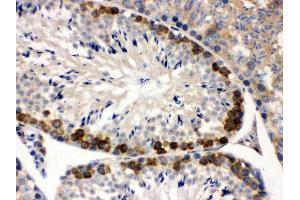 Anti- YB1 Picoband antibody,IHC(P) IHC(P): Mouse Testis Tissue (YBX1 抗体  (C-Term))