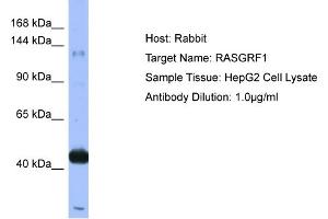Host: Rabbit  Target Name: RASGRF1  Sample Tissue: HepG2 Cell lysates  Antibody Dilution: 1. (RASGRF1 抗体  (N-Term))