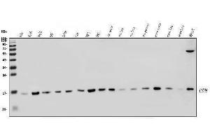 Western blot analysis of LSM8 using anti-LSM8 antibody (ABIN7599579). (NAA38 抗体  (AA 1-96))
