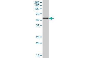 ANXA11 MaxPab polyclonal antibody. (Annexin A11 抗体  (AA 1-505))