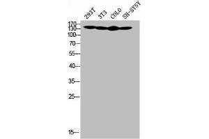 Western Blot analysis of SH-SY5Y 293T NIH-3T3 COLO cells using COL4A2 Polyclonal Antibody (COL4a2 抗体  (N-Term))