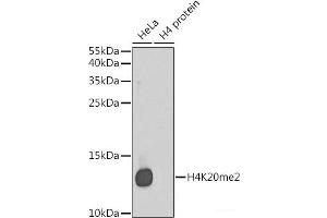 Western blot analysis of extracts of various cell lines using DiMethyl-Histone H4-K20 Polyclonal Antibody. (Histone H4 抗体  (2meLys20))