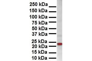 Western Blotting (WB) image for anti-SRY (Sex Determining Region Y)-Box 2 (SOX2) (Middle Region) antibody (ABIN2780468)