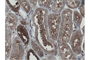 Image no. 1 for anti-Mitochondrial Intermediate Peptidase (MIPEP) (AA 174-516) antibody (ABIN1491015) (MIPEP 抗体  (AA 174-516))
