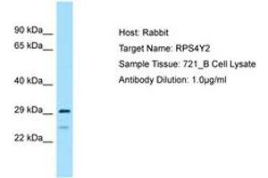Image no. 1 for anti-Ribosomal Protein S4, Y-Linked 2 (RPS4Y2) (C-Term) antibody (ABIN6749892) (RPS4Y2 抗体  (C-Term))