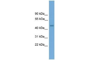 WB Suggested Anti-Foxd4 Antibody Titration:  0.