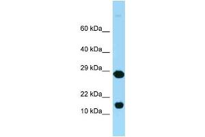WB Suggested Anti-Rpl37 Antibody Titration: 1. (RPL37 抗体  (Middle Region))