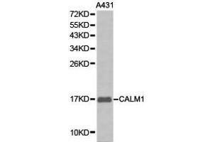 Western Blotting (WB) image for anti-Calmodulin 1 (Calm1) antibody (ABIN1871401) (Calmodulin 1 抗体)