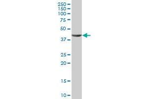 SEC14L2 MaxPab polyclonal antibody. (SEC14L2 抗体  (AA 1-392))