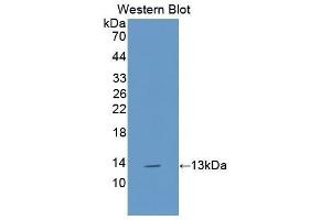 Western Blotting (WB) image for anti-Tenascin C (TNC) (AA 513-621) antibody (ABIN1175287) (TNC 抗体  (AA 513-621))