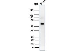 Western Blot Analysis of human HeLa cell lysate using AKT1 Mouse Monoclonal Antibody (AKT1/2552). (AKT1 抗体  (AA 85-189))