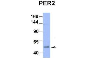 Western Blotting (WB) image for anti-Period Circadian Protein 2 (PER2) (Middle Region) antibody (ABIN2781189)