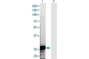 Western Blotting (WB) image for anti-Nucleolar Protein 3 (Apoptosis Repressor with CARD Domain) (NOL3) (AA 1-208) antibody (ABIN1327300)