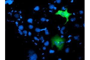 Anti-ITFG2 mouse monoclonal antibody (ABIN2454682) immunofluorescent staining of COS7 cells transiently transfected by pCMV6-ENTRY ITFG2 (RC200818). (ITFG2 抗体)