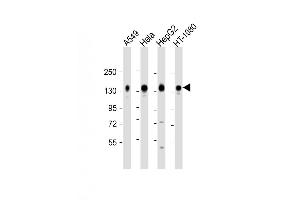 Western Blot at 1:2000 dilution Lane 1: A549 whole cell lysate Lane 2: Hela whole cell lysate Lane 3: HepG2 whole cell lysate Lane 4: HT-1080 whole cell lysate Lysates/proteins at 20 ug per lane. (CD130/gp130 抗体  (C-Term))