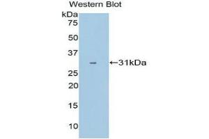 Western Blotting (WB) image for anti-Cytochrome P450, Family 1, Subfamily A, Polypeptide 1 (CYP1A1) (AA 1-250) antibody (ABIN1858586) (CYP1A1 抗体  (AA 1-250))