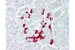 Anti-SSTR1 antibody IHC of human pancreas. (SSTR1 抗体  (AA 251-300))