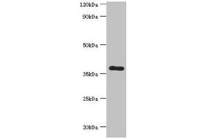 Western blot All lanes: Calcium homeostasis modulator protein 1 antibody at 7 μg/mL + Mouse liver tissue Secondary Goat polyclonal to rabbit IgG at 1/10000 dilution Predicted band size: 38 kDa Observed band size: 38 kDa (CALHM1 抗体  (AA 202-346))