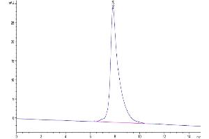 The purity of Cynomolgus CD3E is greater than 95 % as determined by SEC-HPLC. (CD3 epsilon Protein (CD3E) (Fc Tag))