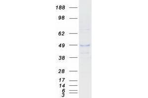 Validation with Western Blot (HVEM Protein (Myc-DYKDDDDK Tag))