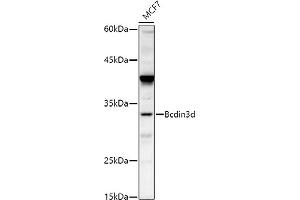 Western blot analysis of extracts of MCF7 cells, using Bcdin3d antibody (ABIN7265842) at 1:500 dilution. (BCDIN3D 抗体)