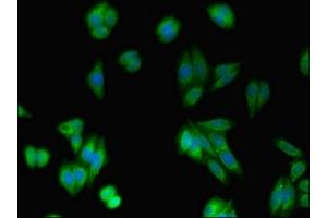 Immunofluorescent analysis of HepG2 cells using ABIN7167217 at dilution of 1:100 and Alexa Fluor 488-congugated AffiniPure Goat Anti-Rabbit IgG(H+L) (RAB1A 抗体  (AA 1-196))