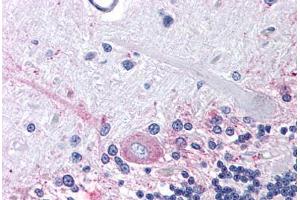 Human Brain, Cerebellum (formalin-fixed, paraffin-embedded) stained with PTGER3 antibody ABIN213638 at 4 ug/ml followed by biotinylated goat anti-rabbit IgG secondary antibody ABIN481713, alkaline phosphatase-streptavidin and chromogen. (PTGER3 抗体  (Cytoplasmic Domain))