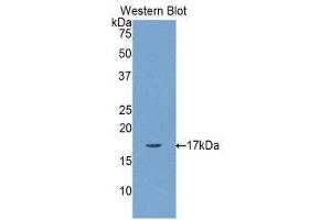 Western Blotting (WB) image for anti-Myosin, Light Chain 1, Alkali, Skeletal, Fast (MYL1) (AA 3-139) antibody (ABIN1859936) (MYL1 抗体  (AA 3-139))