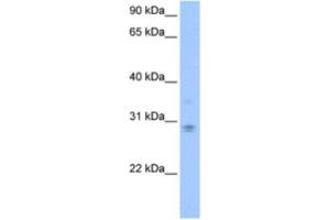 Western Blotting (WB) image for anti-DCN1, Defective in Cullin Neddylation 1, Domain Containing 3 (DCUN1D3) antibody (ABIN2463546) (DCUN1D3 抗体)