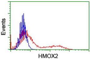 HEK293T cells transfected with either RC201777 overexpress plasmid (Red) or empty vector control plasmid (Blue) were immunostained by anti-HMOX2 antibody (ABIN2455214), and then analyzed by flow cytometry. (HMOX2 抗体)