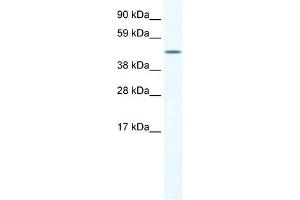 anti-A830039H10RIK (C-Term) antibody