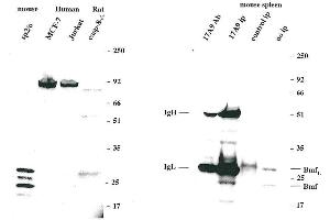Immunoprecipitation of endogenous Bmf from mouse spleen cells using MAb to Bmf (17A9) . (BMF 抗体  (AA 13-27, AA 112-126))