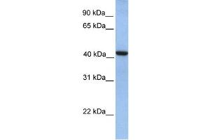 WB Suggested Anti-GMPPA Antibody Titration:  0. (GMPPA 抗体  (N-Term))
