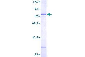 Image no. 1 for WD Repeat Domain 31 (WDR31) (AA 1-366) protein (GST tag) (ABIN1325220) (WDR31 Protein (AA 1-366) (GST tag))