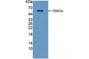 Detection of Recombinant KLK1, Mouse using Polyclonal Antibody to Kallikrein 1 (KLK1) (Kallikrein 1 抗体  (AA 27-261))