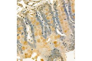 Immunohistochemistry of paraffin embedded rat duodenum using CLCA1 (ABIN7073472) at dilution of 1:700 (400x lens) (CLCA1 抗体)