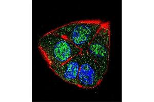 Confocal immunofluorescent analysis of IFT88 Antibody (C-term) (ABIN655090 and ABIN2844723) with HepG2 cell followed by Alexa Fluor 488-conjugated goat anti-rabbit lgG (green). (IFT88 抗体  (C-Term))