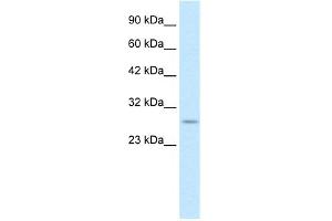 WB Suggested Anti-RNF141 Antibody Titration:  0. (RNF141 抗体  (Middle Region))
