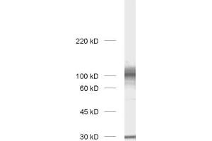 Western Blotting (WB) image for anti-Chloride Channel 3 (CLCN3) (AA 558-689) antibody (ABIN1742509) (CLCN3 抗体  (AA 558-689))
