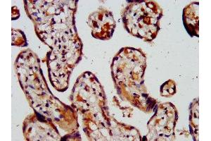 IHC image of ABIN7146458 diluted at 1:500 and staining in paraffin-embedded human placenta tissue performed on a Leica BondTM system. (Calcyphosine 2 抗体  (AA 191-274))