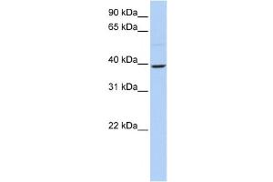 Western Blotting (WB) image for anti-Kruppel-Like Factor 12 (KLF12) antibody (ABIN2458348) (KLF12 抗体)