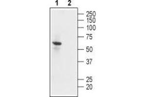 Western Blotting (WB) image for anti-Potassium Inwardly-Rectifying Channel, Subfamily J, Member 2 (KCNJ2) (AA 392-410), (Intracellular) antibody (ABIN7043479)