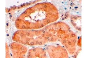 ABIN185371 (4µg/ml) staining of paraffin embedded Human Kidney.