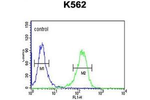 C21orf29 Antibody (Center) flow cytometric analysis of K562 cells (right histogram) compared to a negative control cell (left histogram). (TSPEAR 抗体  (Middle Region))
