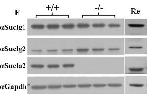 Western Blotting (WB) image for anti-Succinate-CoA Ligase, alpha Subunit (SUCLG1) antibody (ABIN2856658)